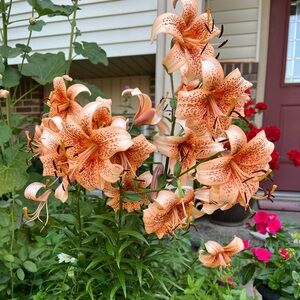 Meet your Posher, Albana